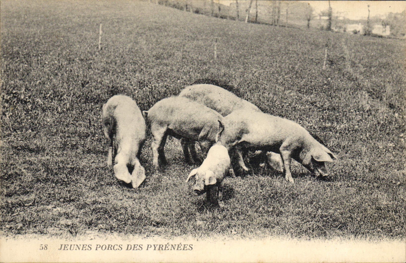 Cerdos jovenes de la POSTAL de la VENDIMIA de los cerdos de los cerdos de Pyrenees