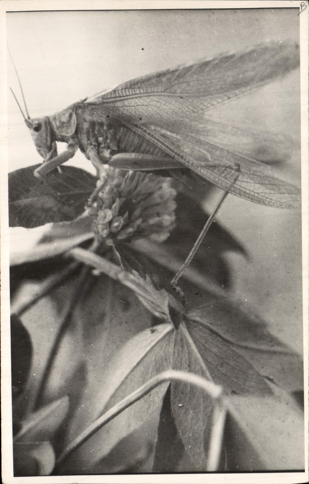 CARTE PHOTO Insecte 