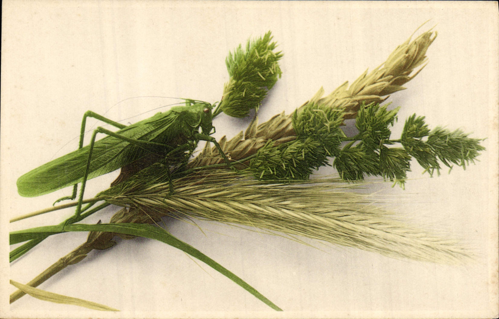 CPA Insecte Criquet