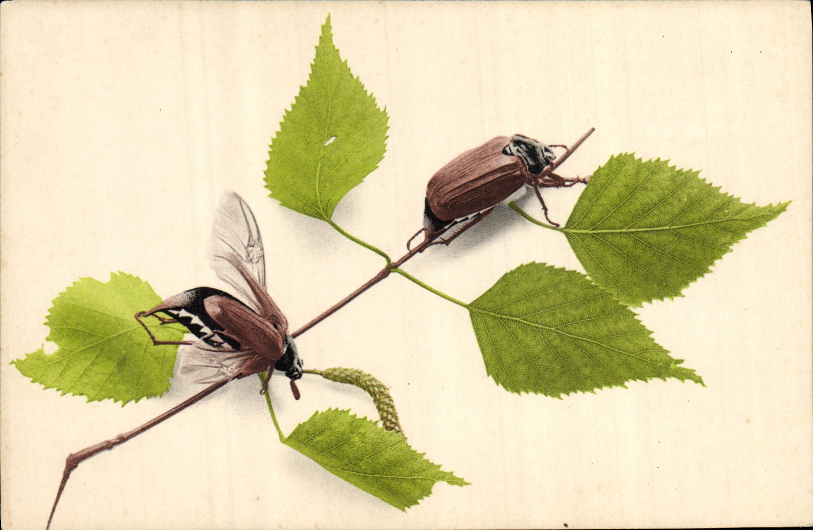 CPA Insectes