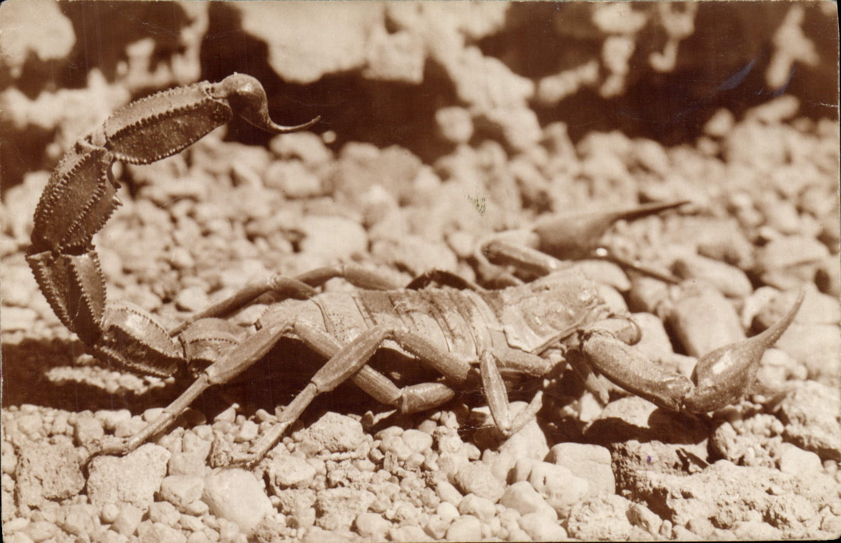 Escorpión del insecto de la POSTAL de la VENDIMIA