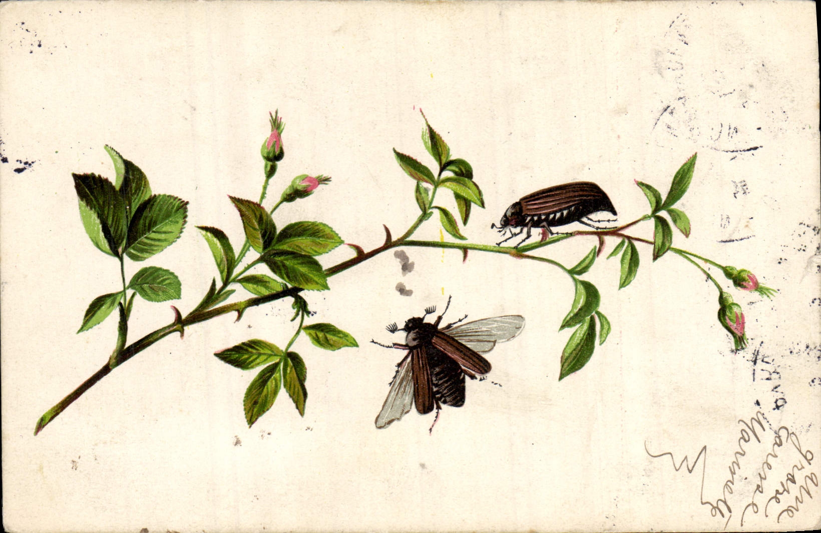 CPA Insectes