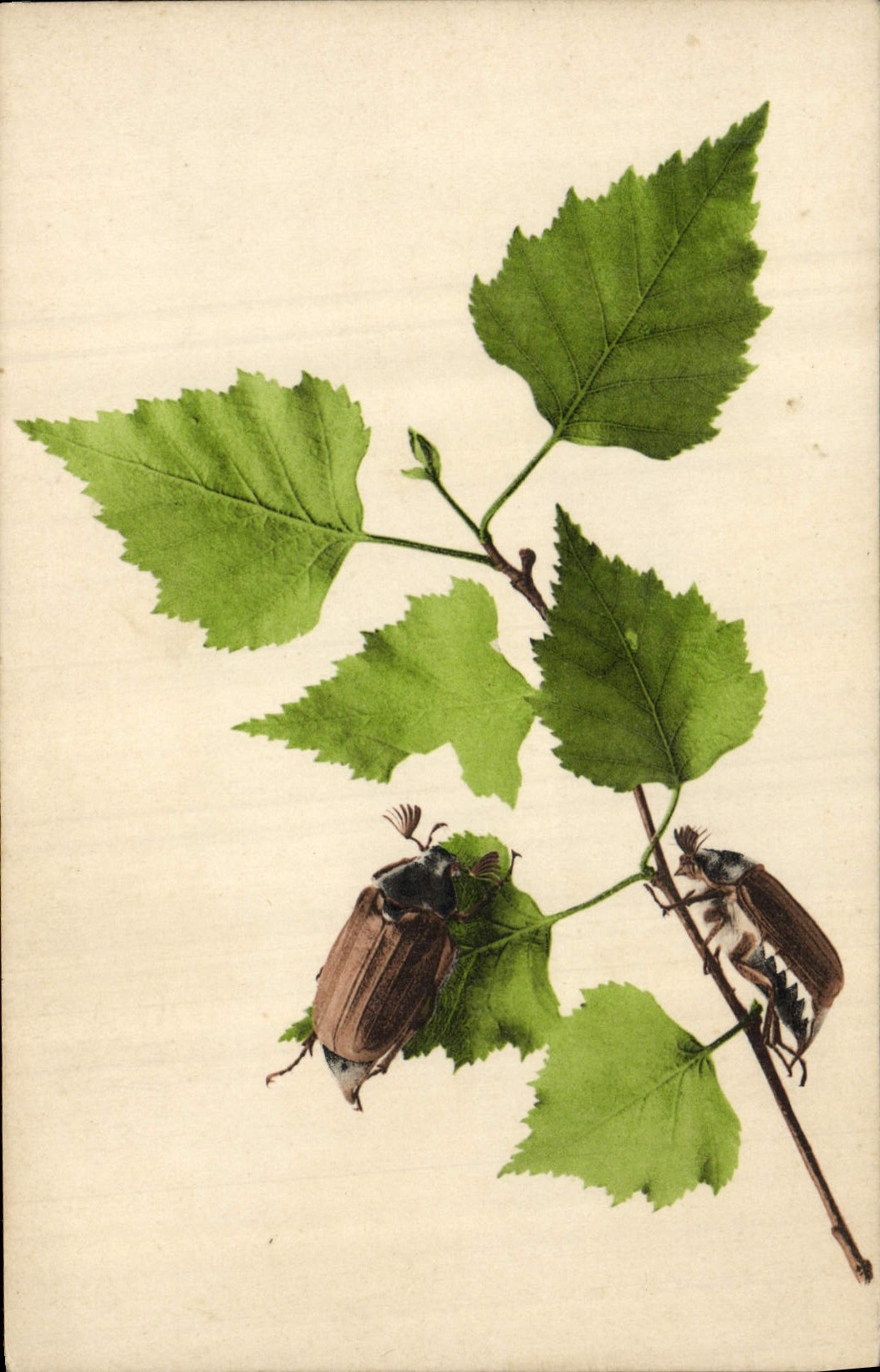 CPA Insectes 