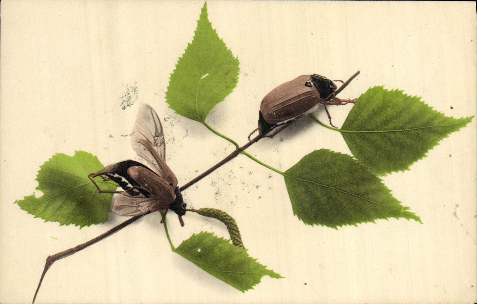 CPA Insectes 