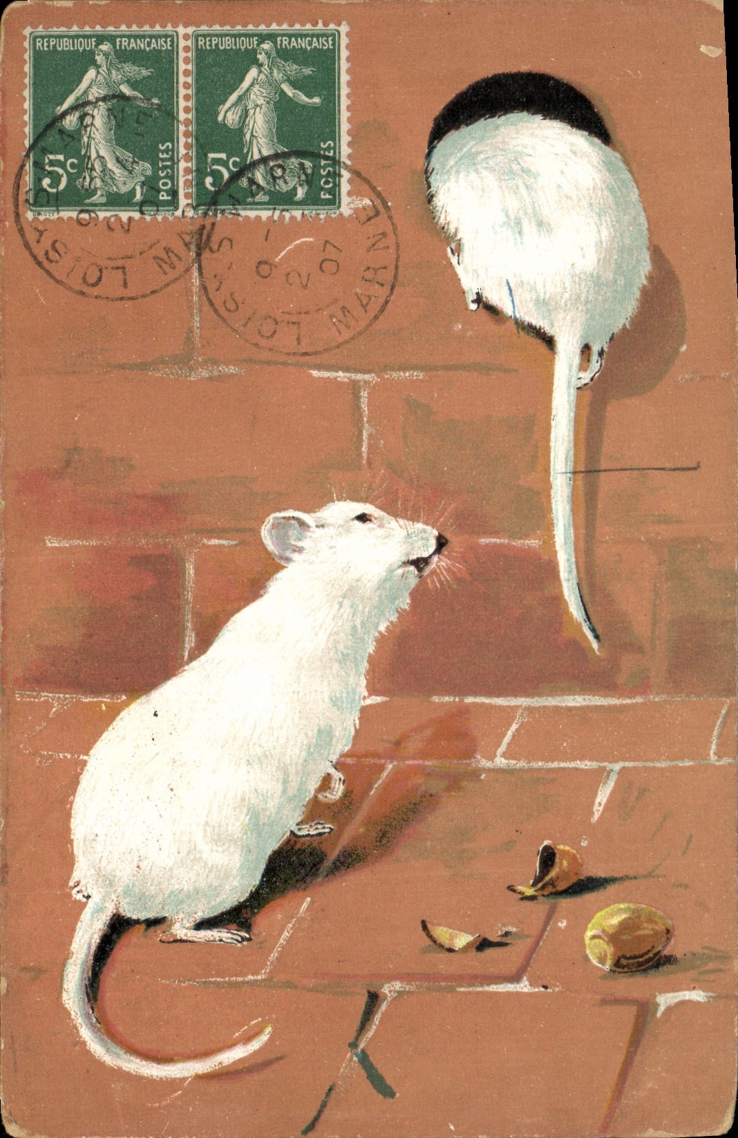 CPA Souris blanche