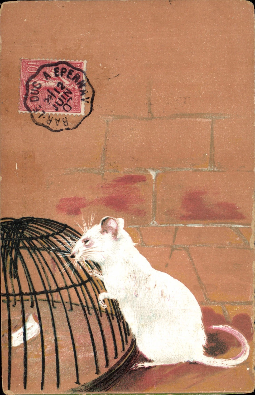 CPA Souris blanche