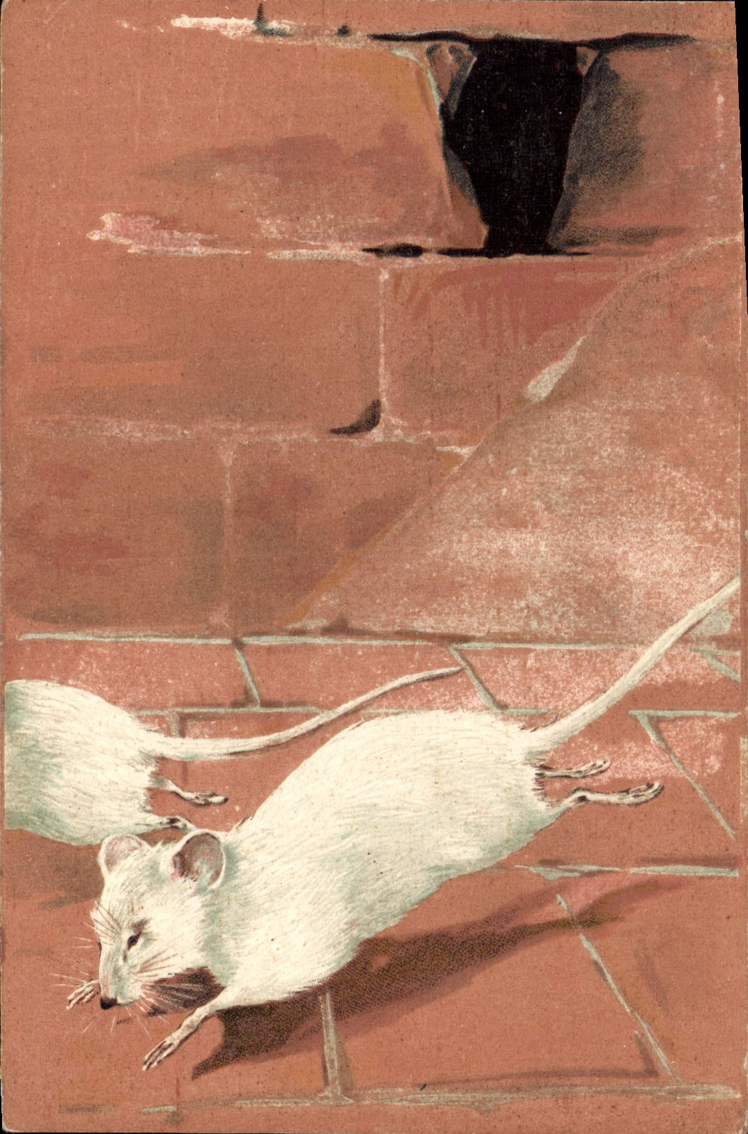 CPA Souris blanche