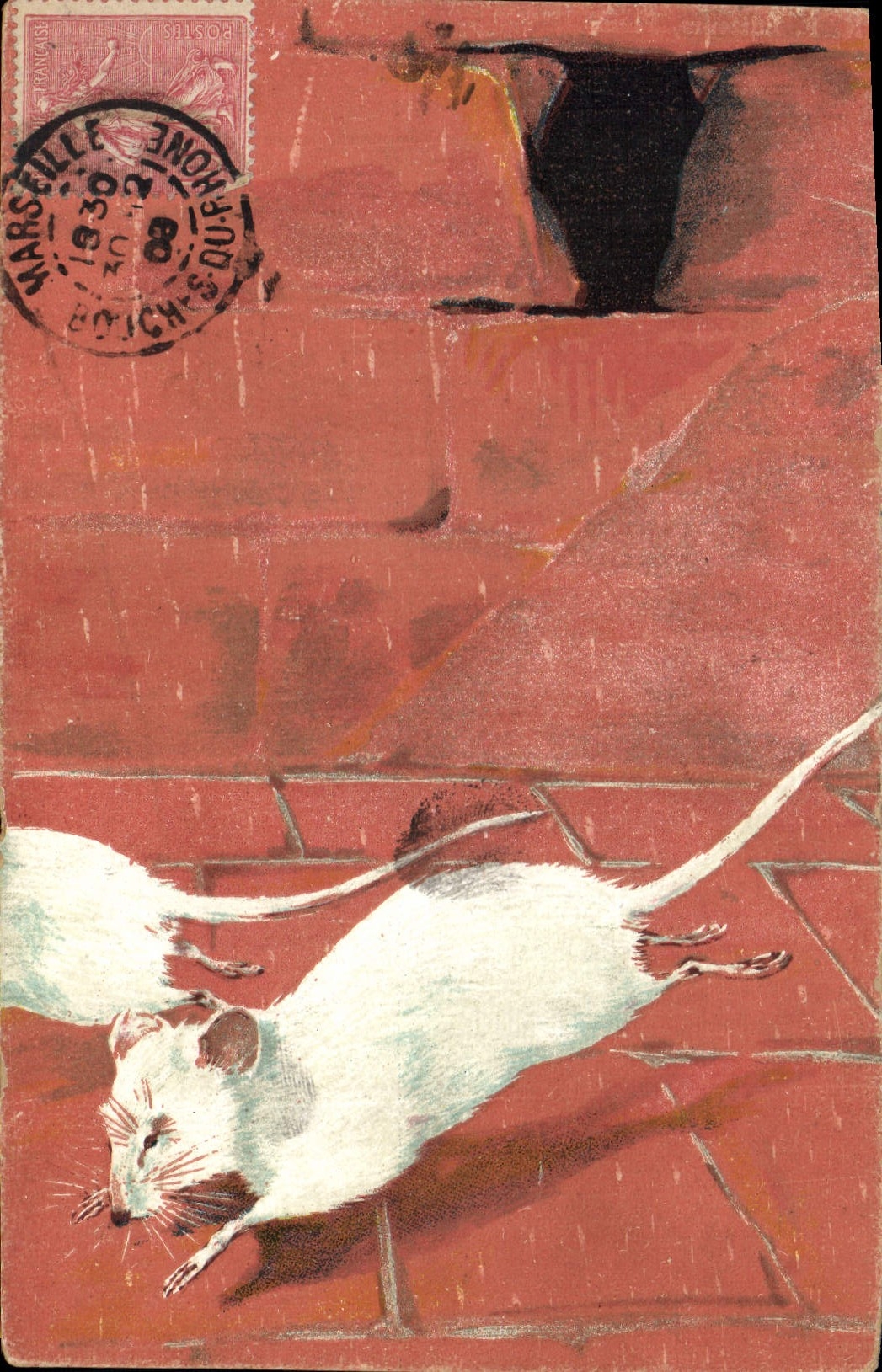 CPA Souris blanche