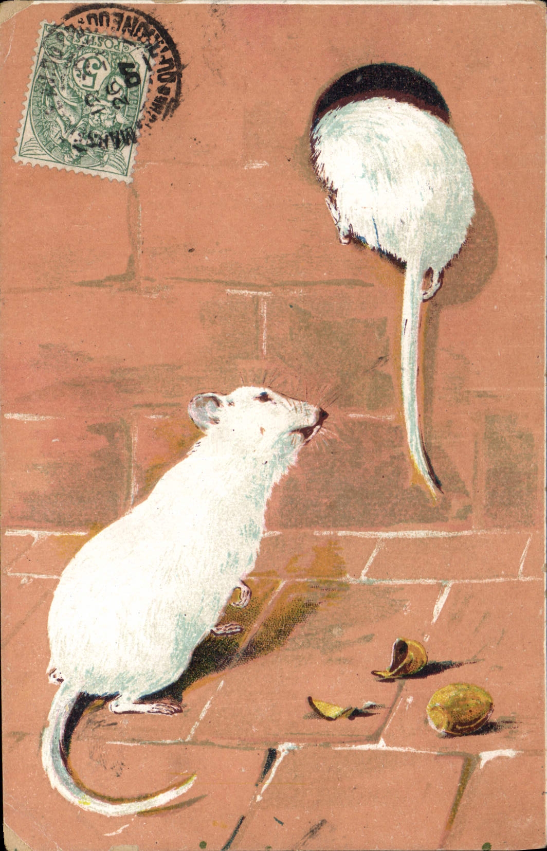 CPA Souris blanche