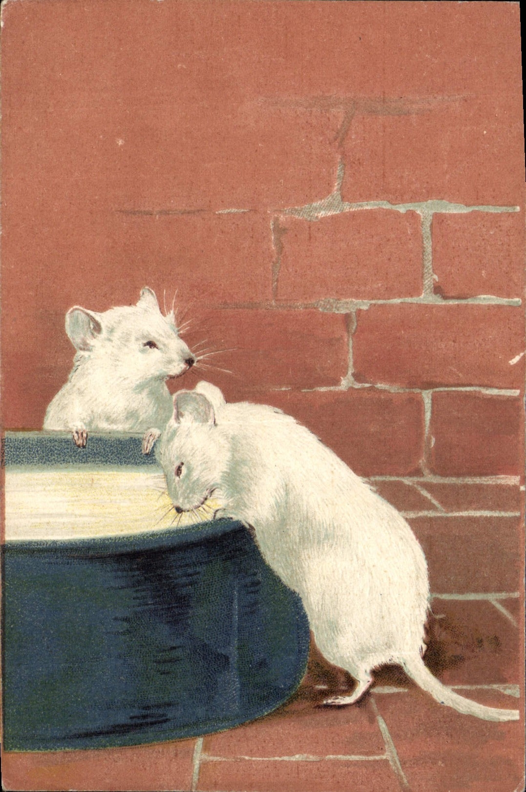 CPA Souris blanche