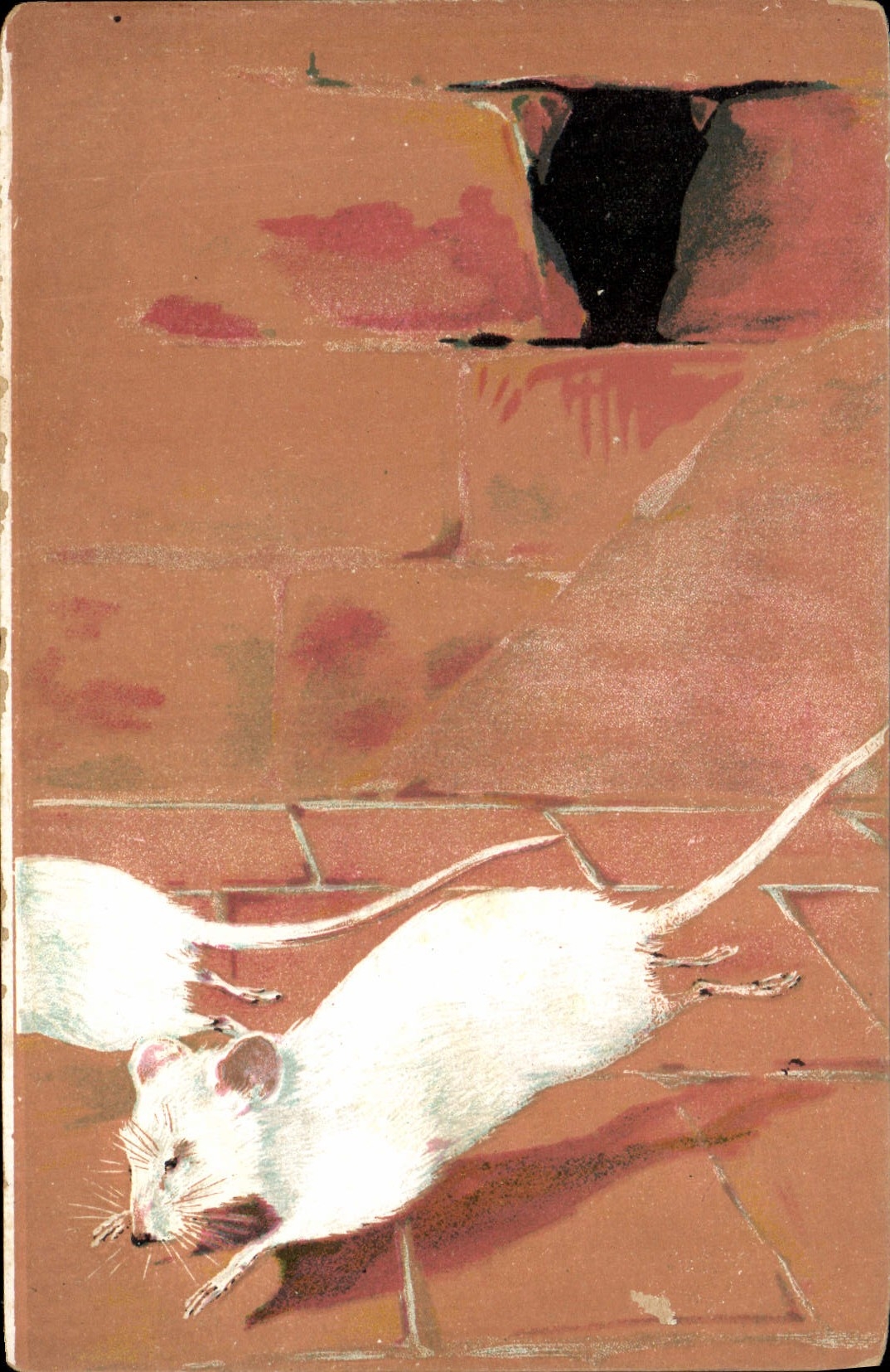 CPA Souris blanche