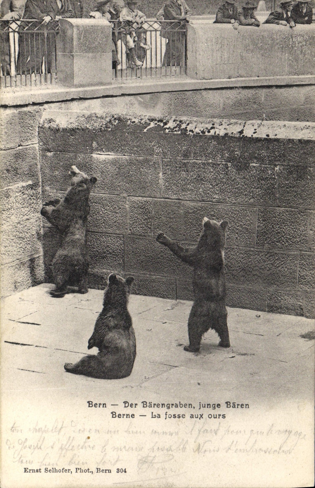 CPA Ours Berne la fosse aux ours 