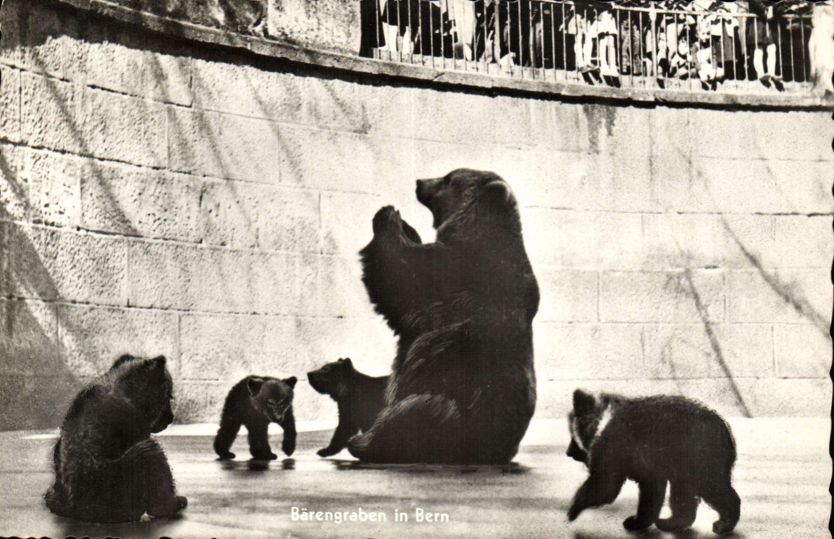 CPM Berne La fosse aux ours 