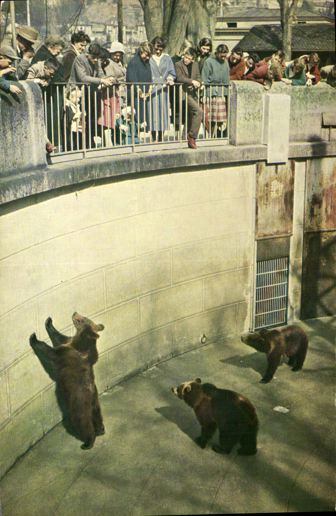 CPM Bern La fosse aux ours 