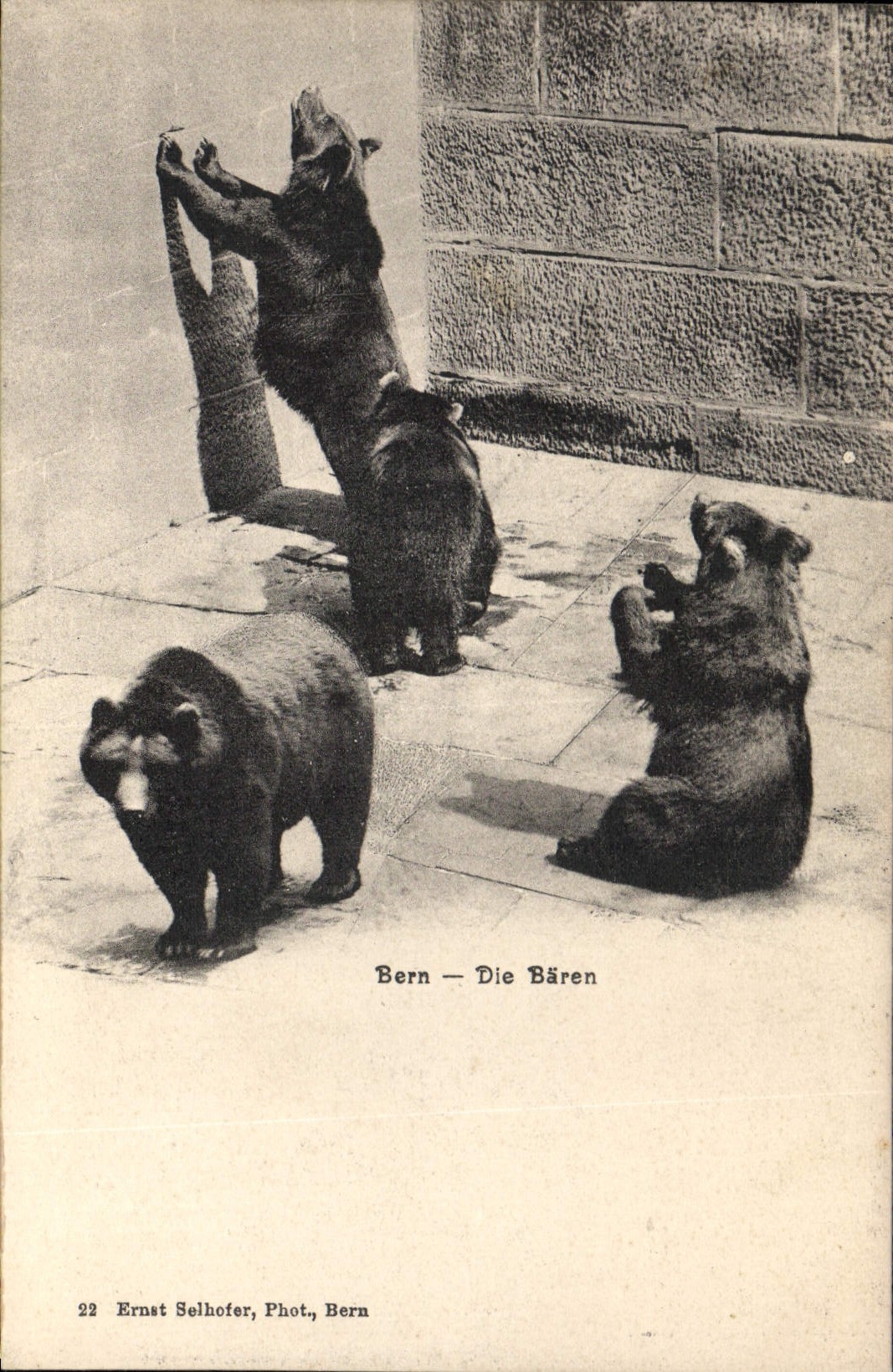 CPA Bern ours 