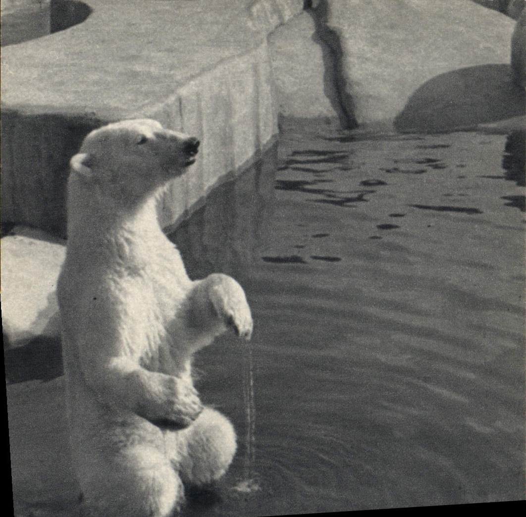 CPA Parc Zoologique du Bois de Vincennes Zoo Un ours blanc 