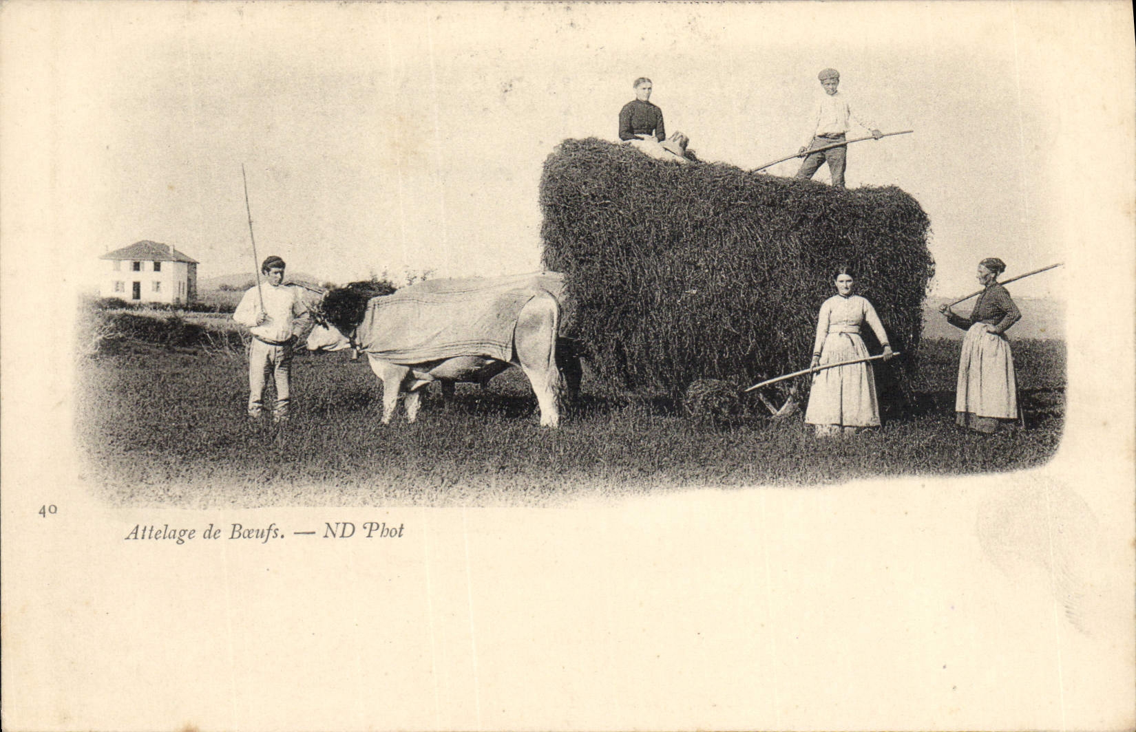 CPA Attelage de boeufs 