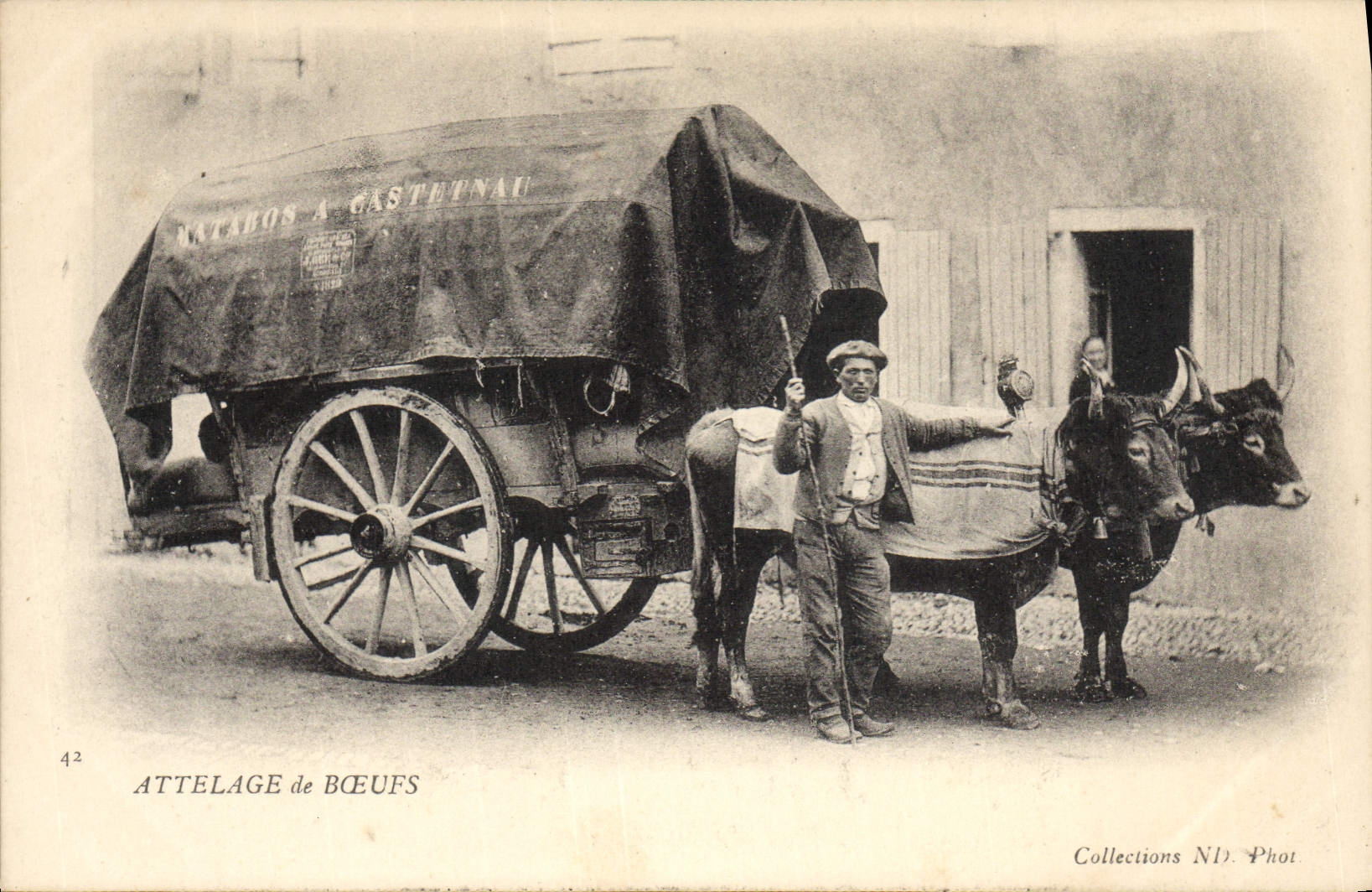 CPA Attelage de boeufs 