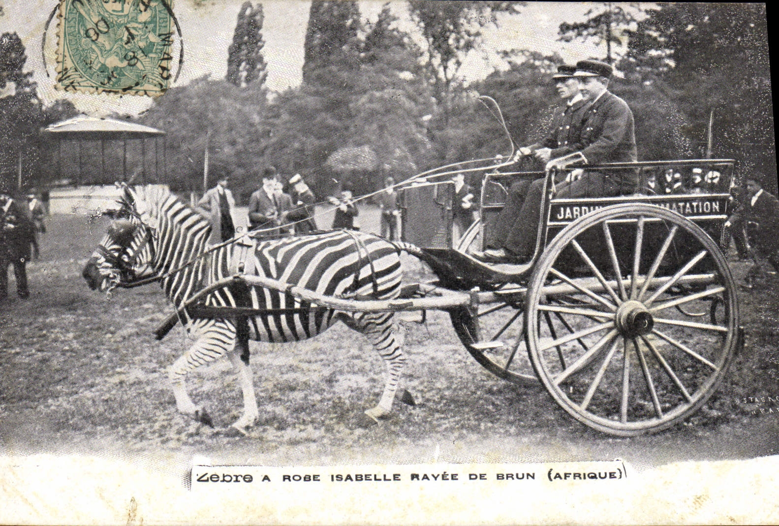 VINTAGE POSTCARD Attelage Streaks has Rose Isabelle rayee brown Africa