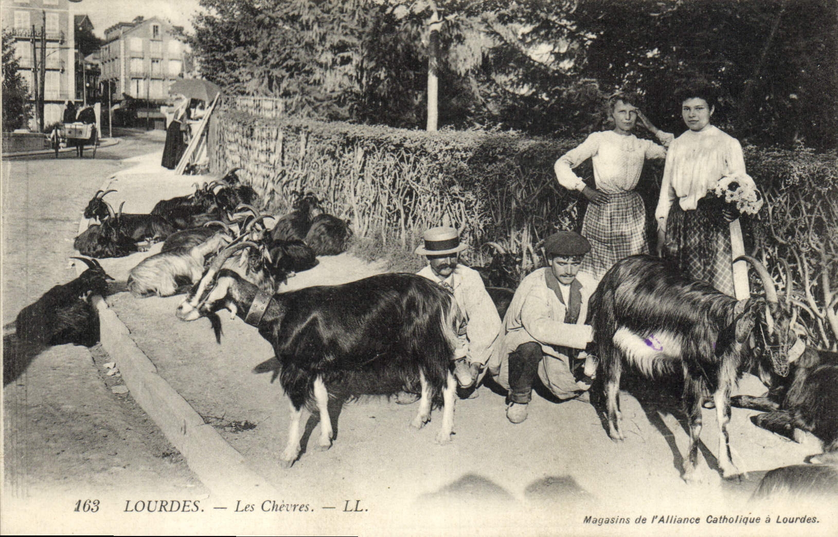 VINTAGE POSTCARD Goat Doors goats TOP