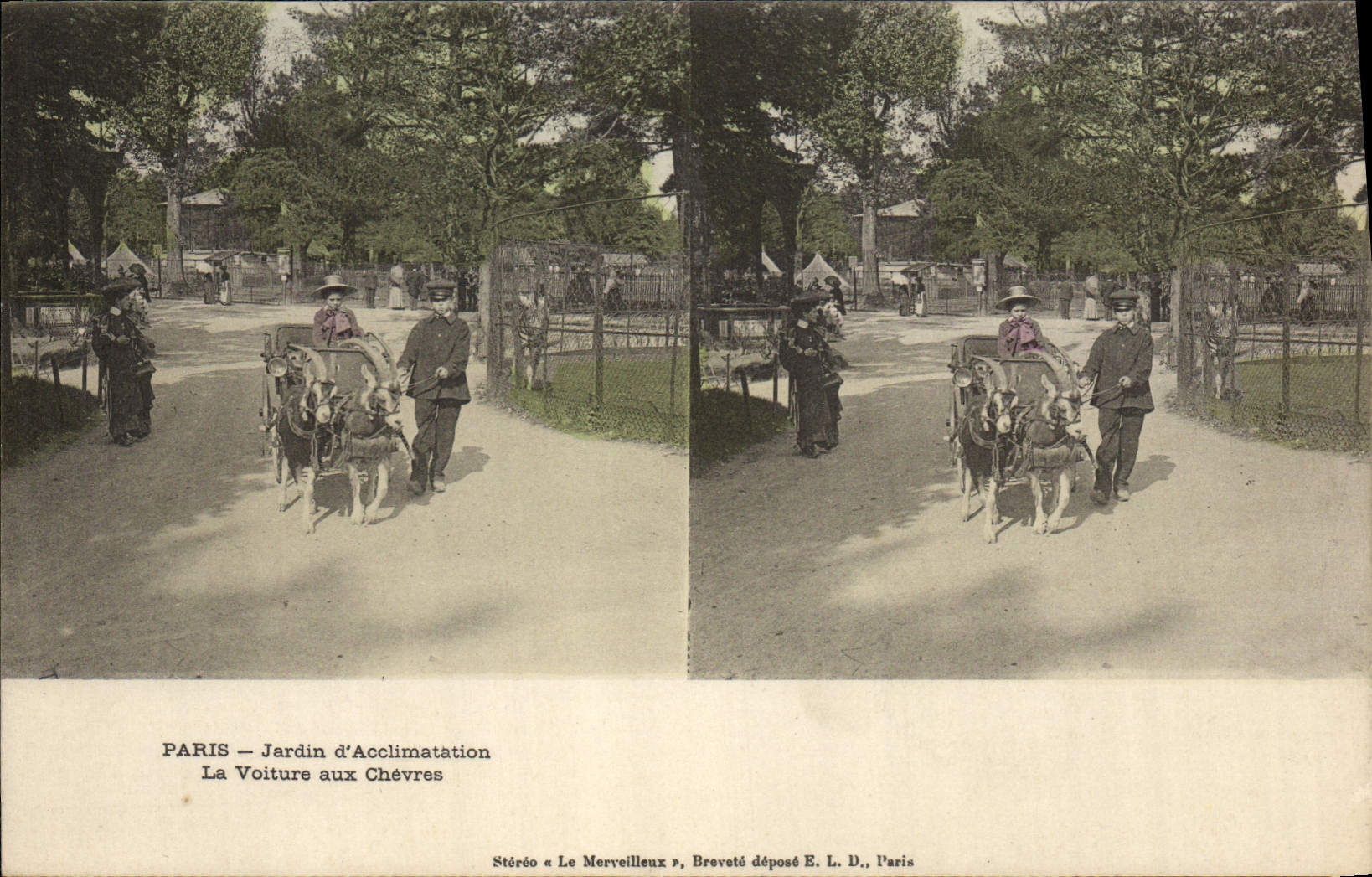 VINTAGE POSTCARD Goat Paris Zoological gardens the car to the goats