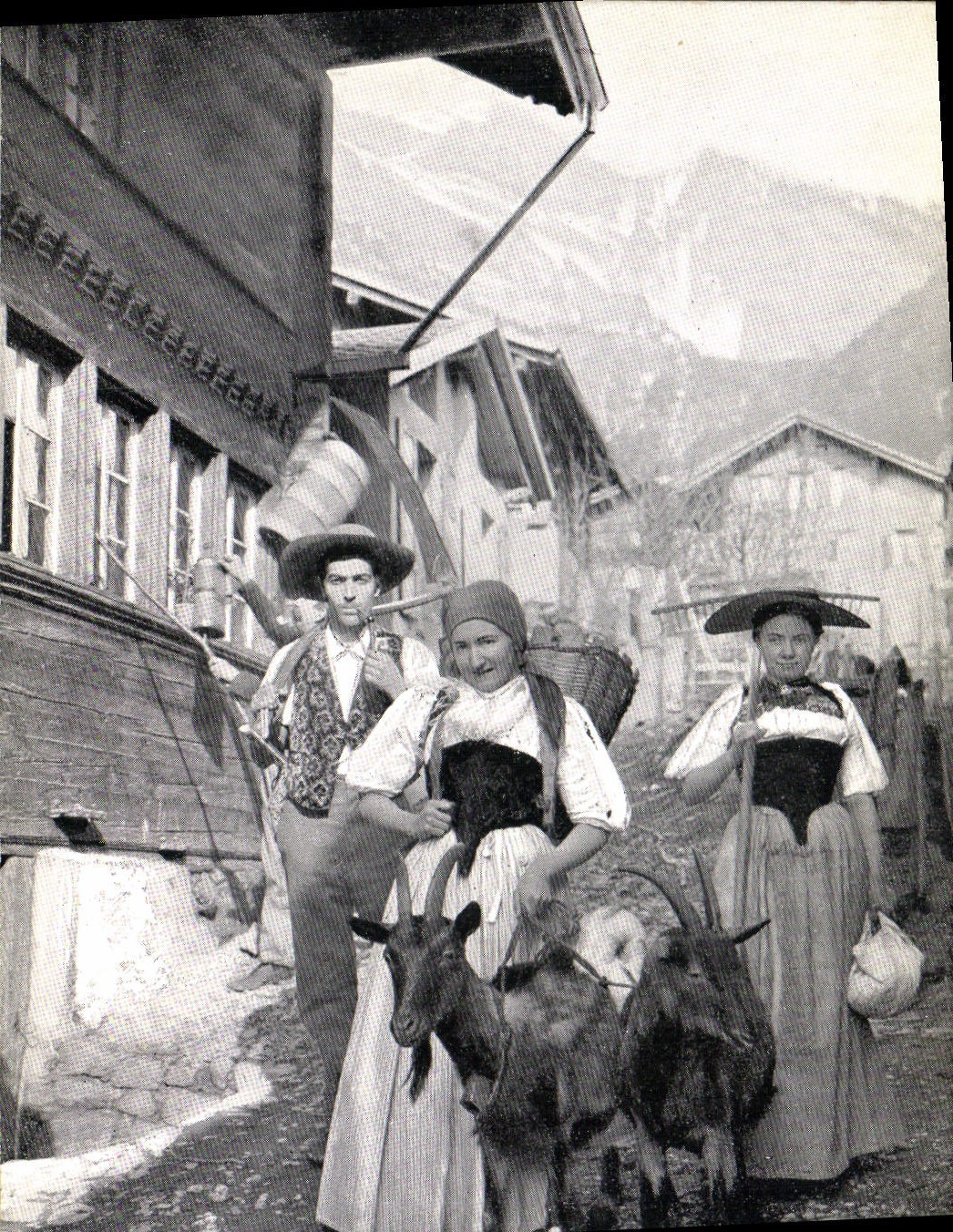 VINTAGE POSTCARD Goat Goats Folklore Peasants