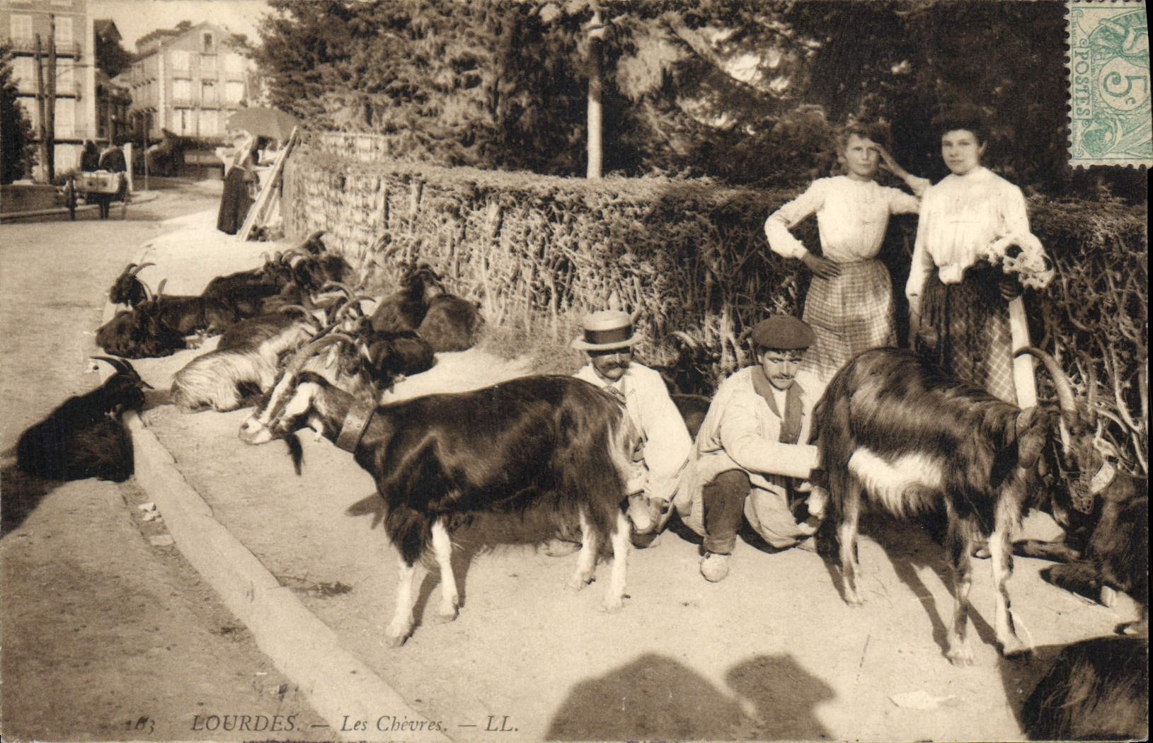 CPA Chevre Lourdes Les chevres TOP