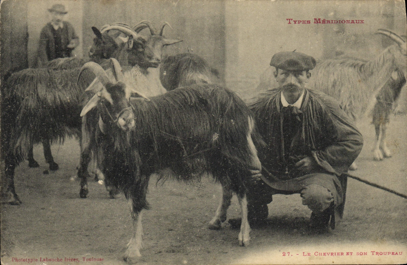 VINTAGE POSTCARD Goat southernmost Standards the chevrier and his herd TOP