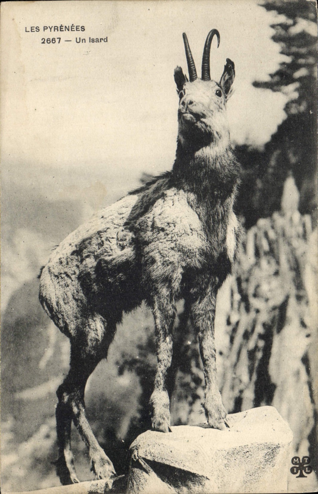 VINTAGE POSTCARD a isard the Pyrenees