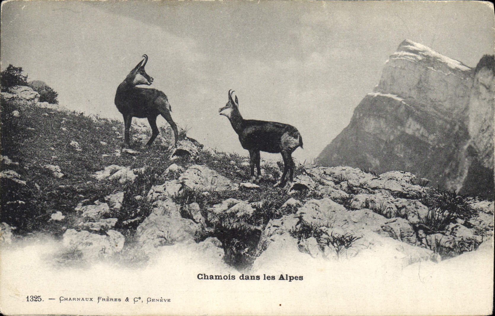 CPA Chamois dans les Alpes
