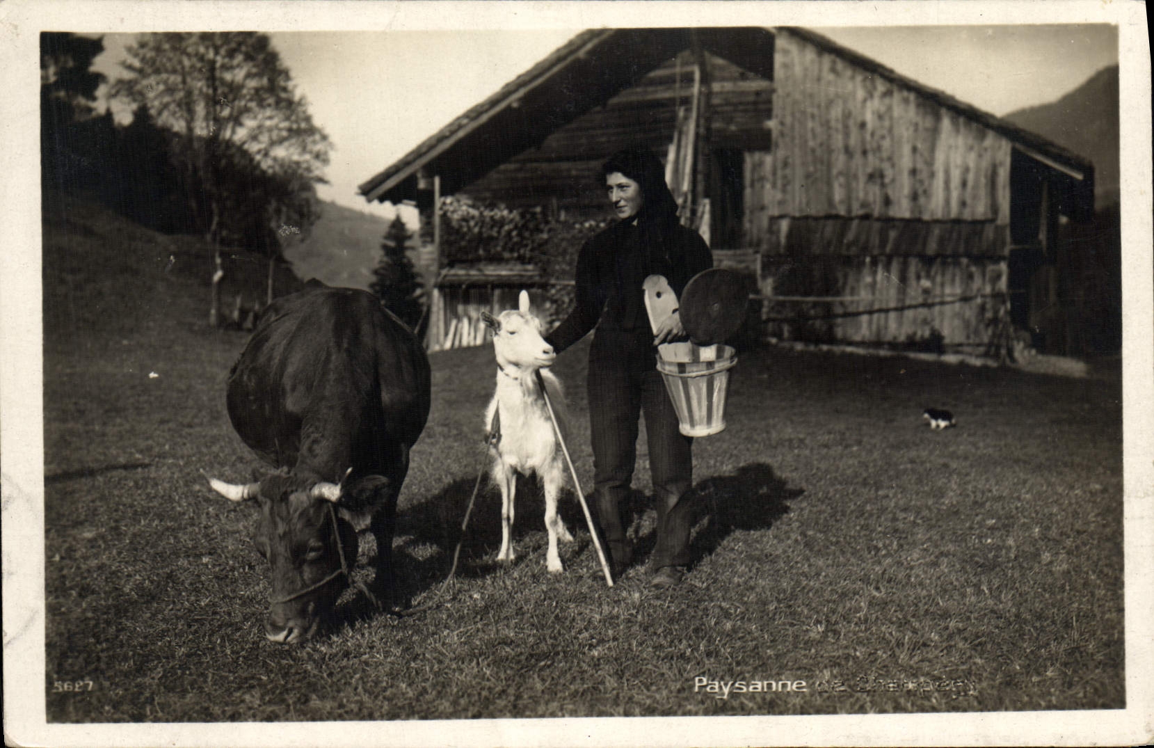 VINTAGE POSTCARD Peasant Goat Cow