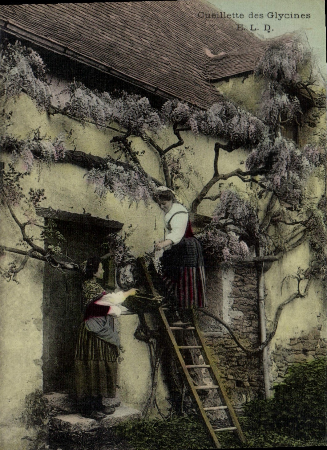 CPA Folklore Cueillette des glycines