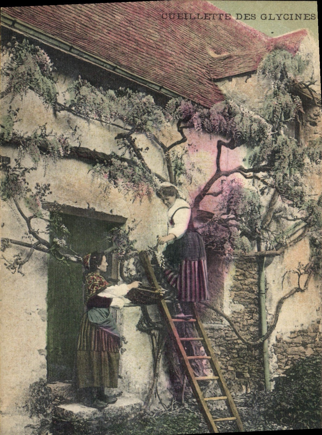 CPA Folklore Cueillette des glycines