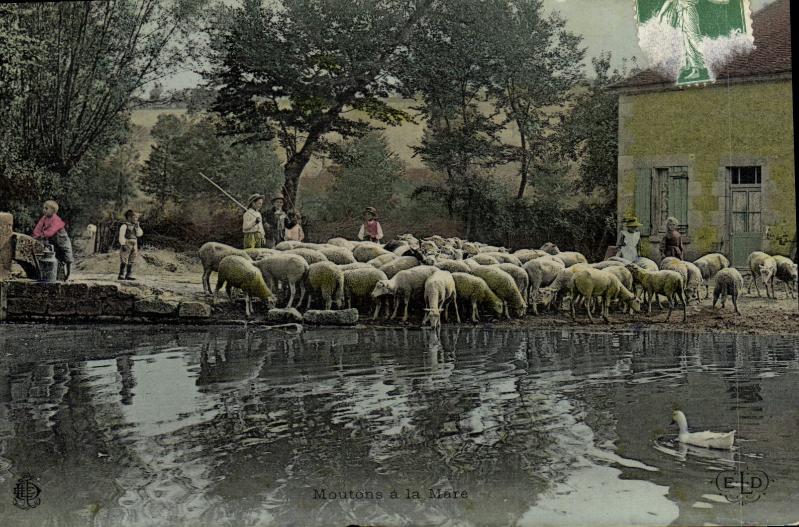 CPA Folklore Moutons a la mare 