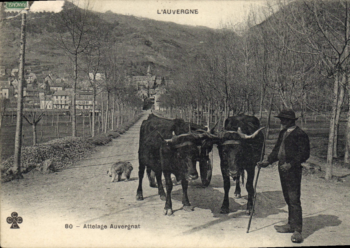 CPA Attelage Auvergnat Boeufs