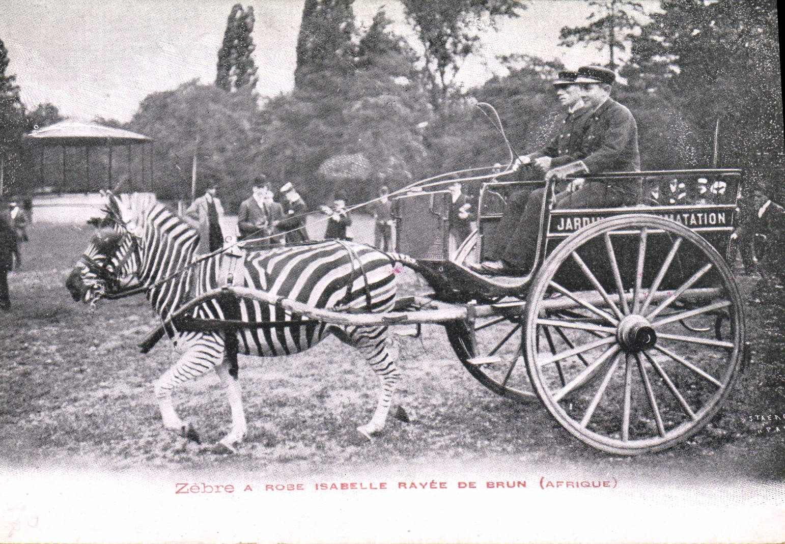 CPA Attelage Zebre a Robe Isabelle rayee de brun Afrique Jardin d'acclimatation Paris