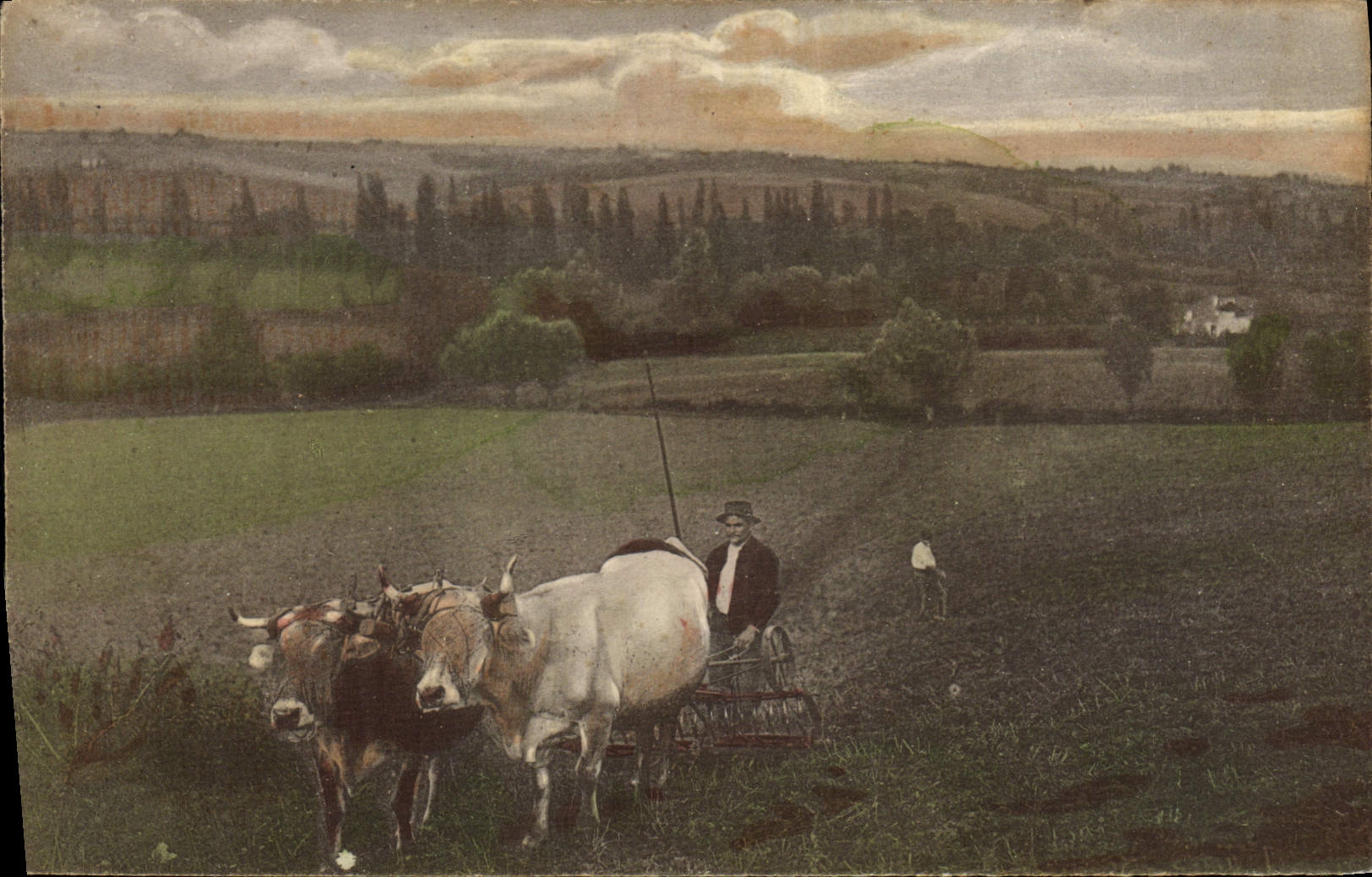 VINTAGE POSTCARD Coach Oxen