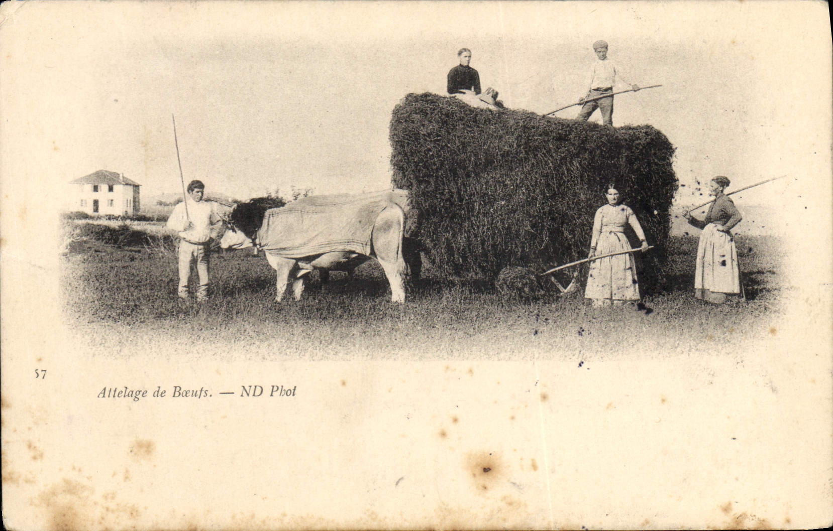 CPA Attelage de boeufs 