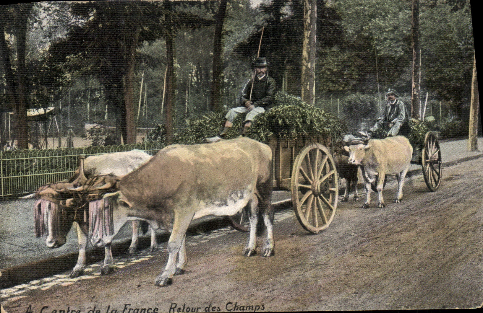 CPA Attelage Centre de la France Retour des champs Boeufs 