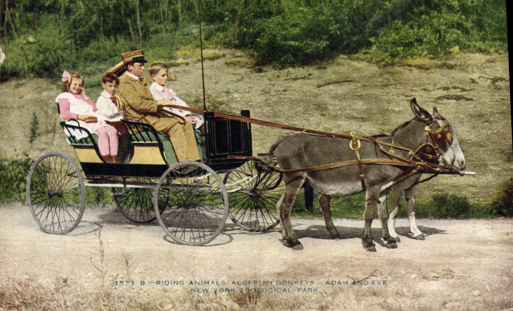 VINTAGE POSTCARD Coach Ass Mule Algeria New York Zoological Park