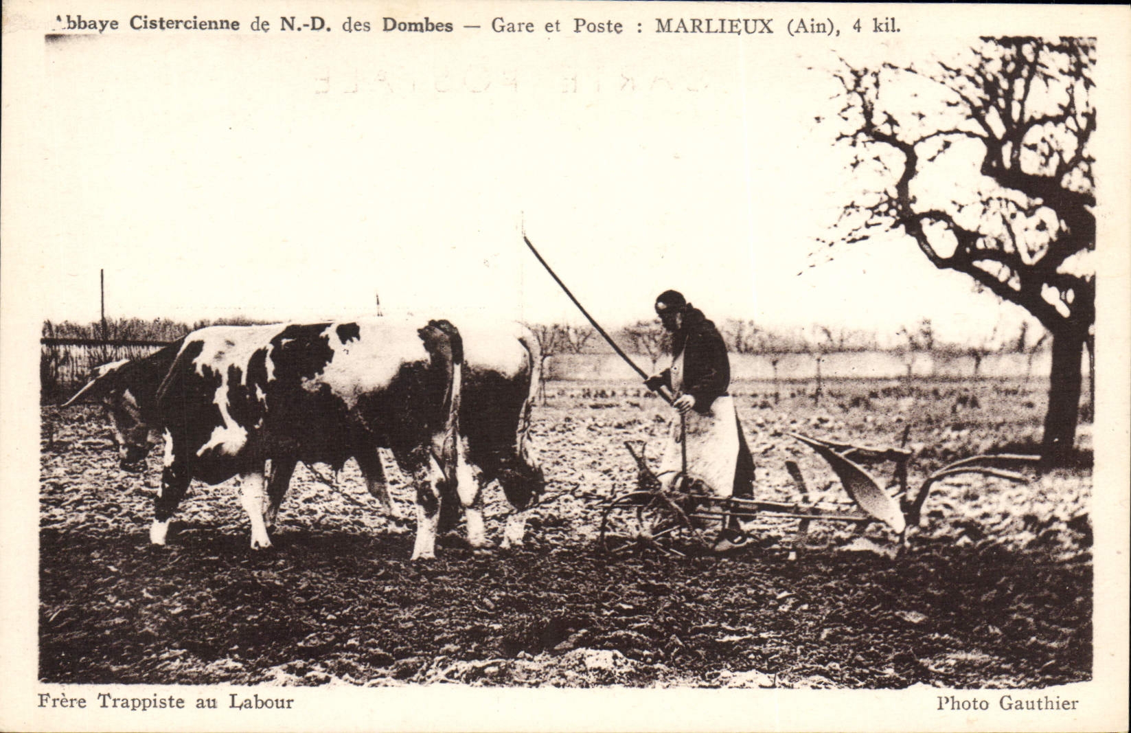 VINTAGE POSTCARD Coach Oxen Cistercian abbey of ND of Dombes Marlieux Brother Trappist with the ploughing