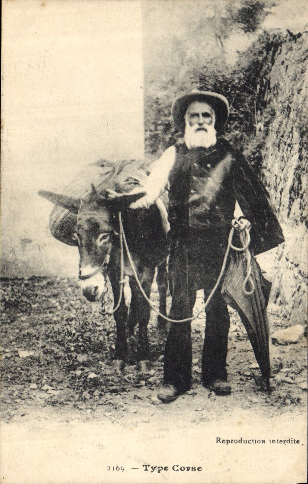 Mula estándar Córcega Córcega del asno de la POSTAL de la VENDIMIA