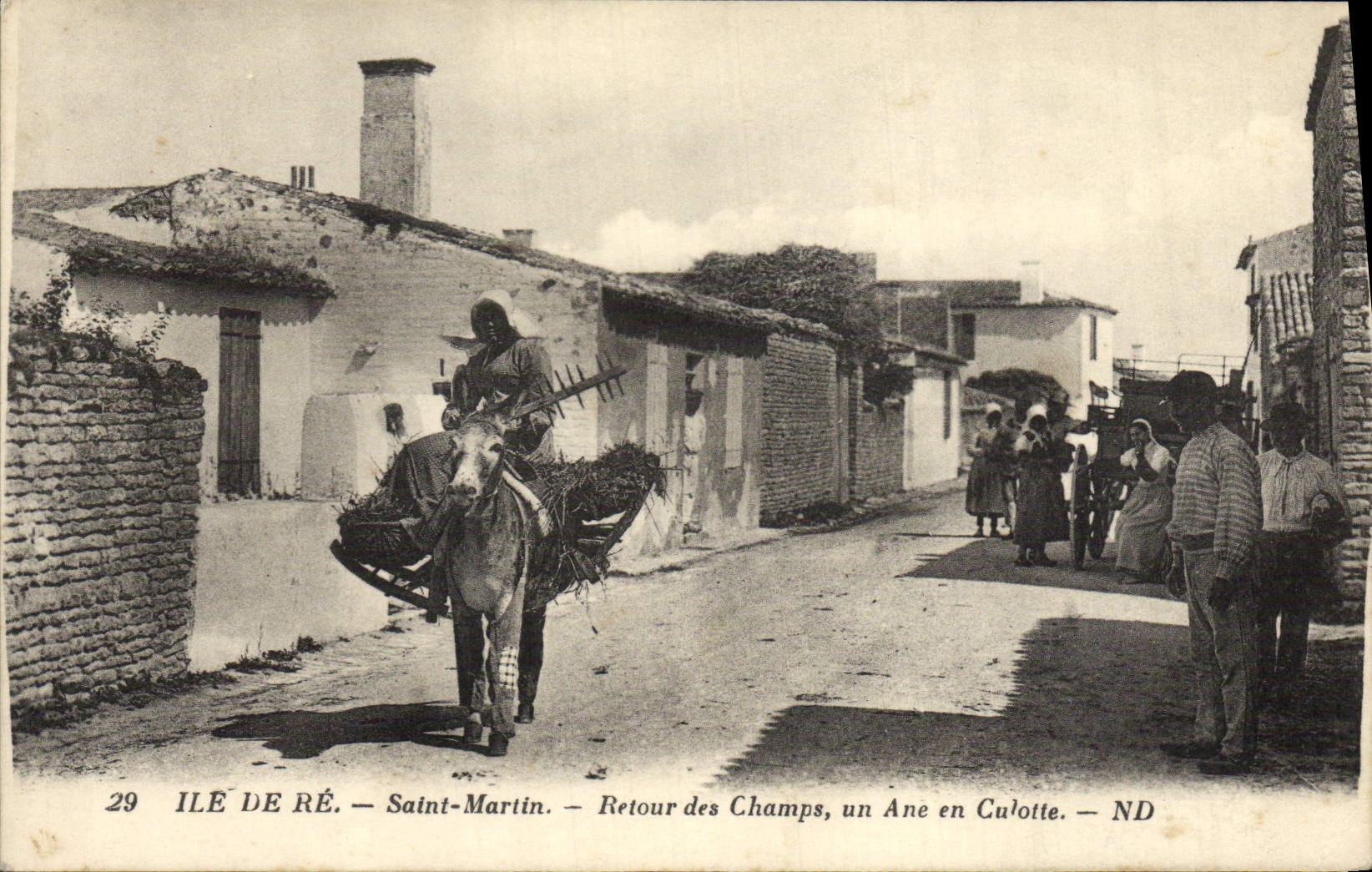 Vuelta santa de Mule Ile de Ré Martin del asno de la POSTAL de la VENDIMIA de los campos un asno en traseros