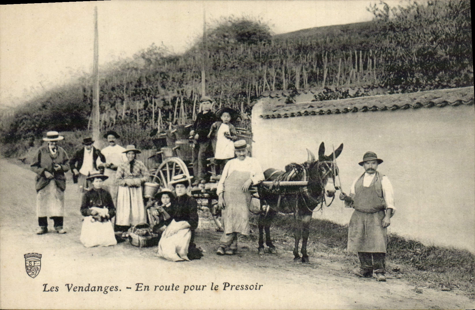 VINTAGE POSTCARD Ass Mule grape harvest On the way for press TOP