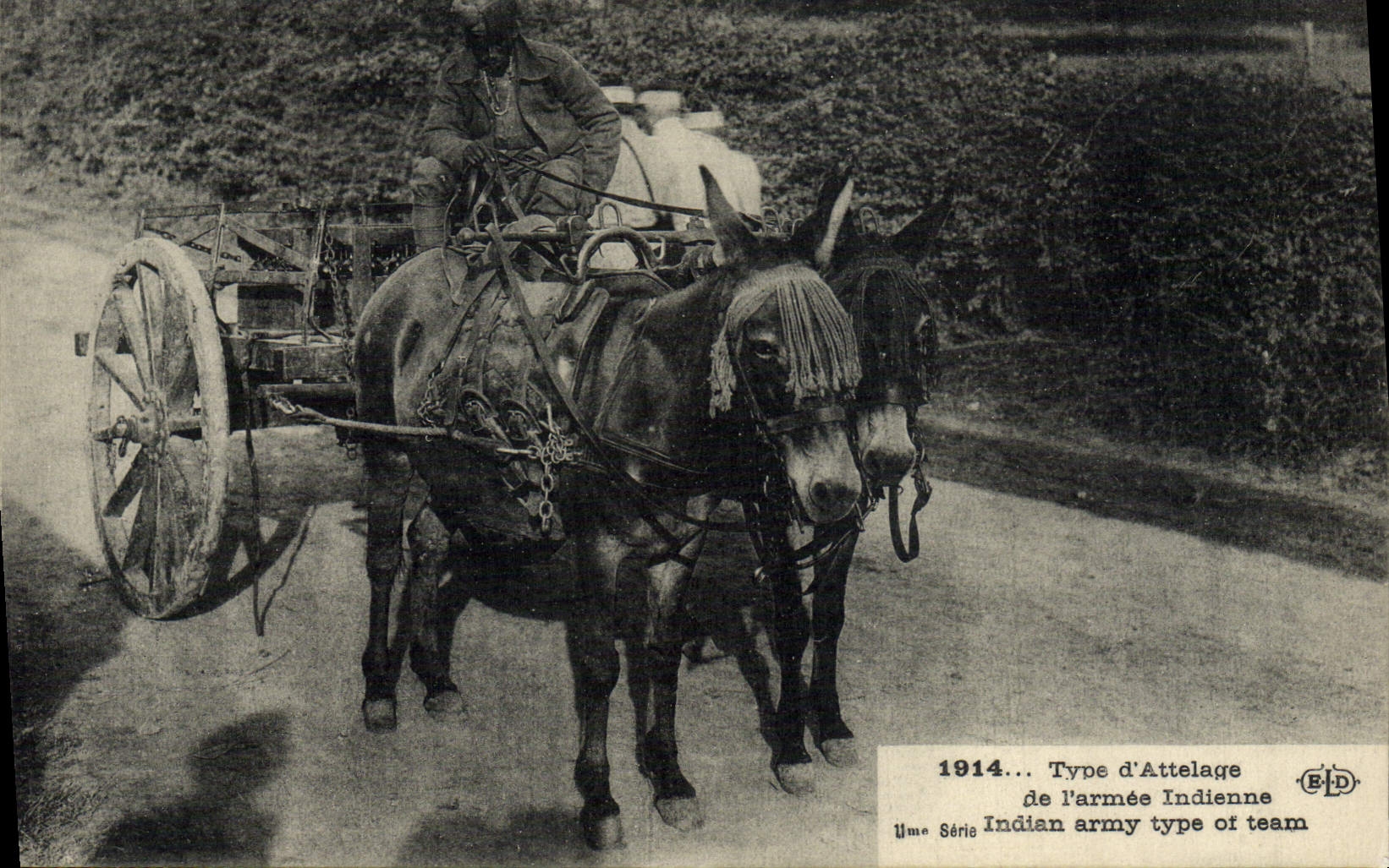 CPA Ane Mule Type d'attelage de l'armee indienne Militaria