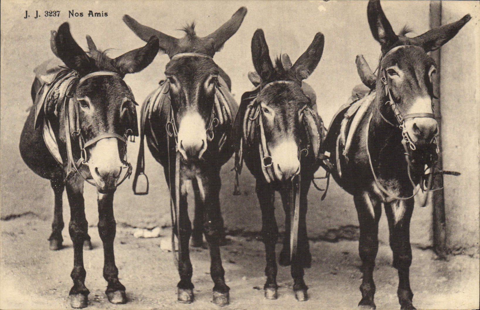 VINTAGE POSTCARD Ass Mule Four asses