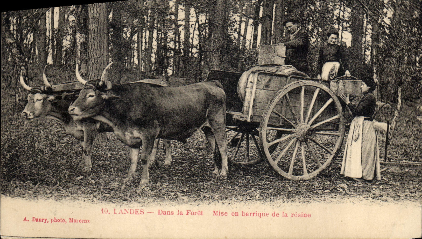 CPA Attelage Landes Dans la foret Mise en barrique de la resine TOP
