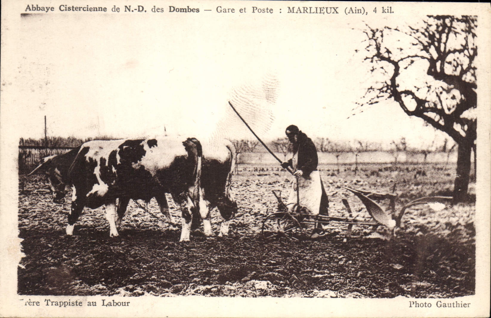 CPA Attelage Abbaye cistercienne de ND des Dombes Marlieux Frere trappiste au labour