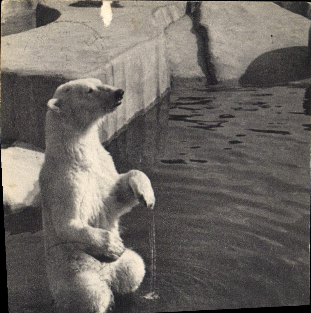 CPA Ours Parx zoologique du Bois de Vincennes Paris