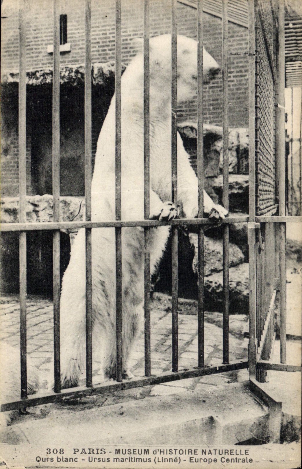 CPA Ours Paris Museum d'histoire naturelle L'ours blanc Europe centrale